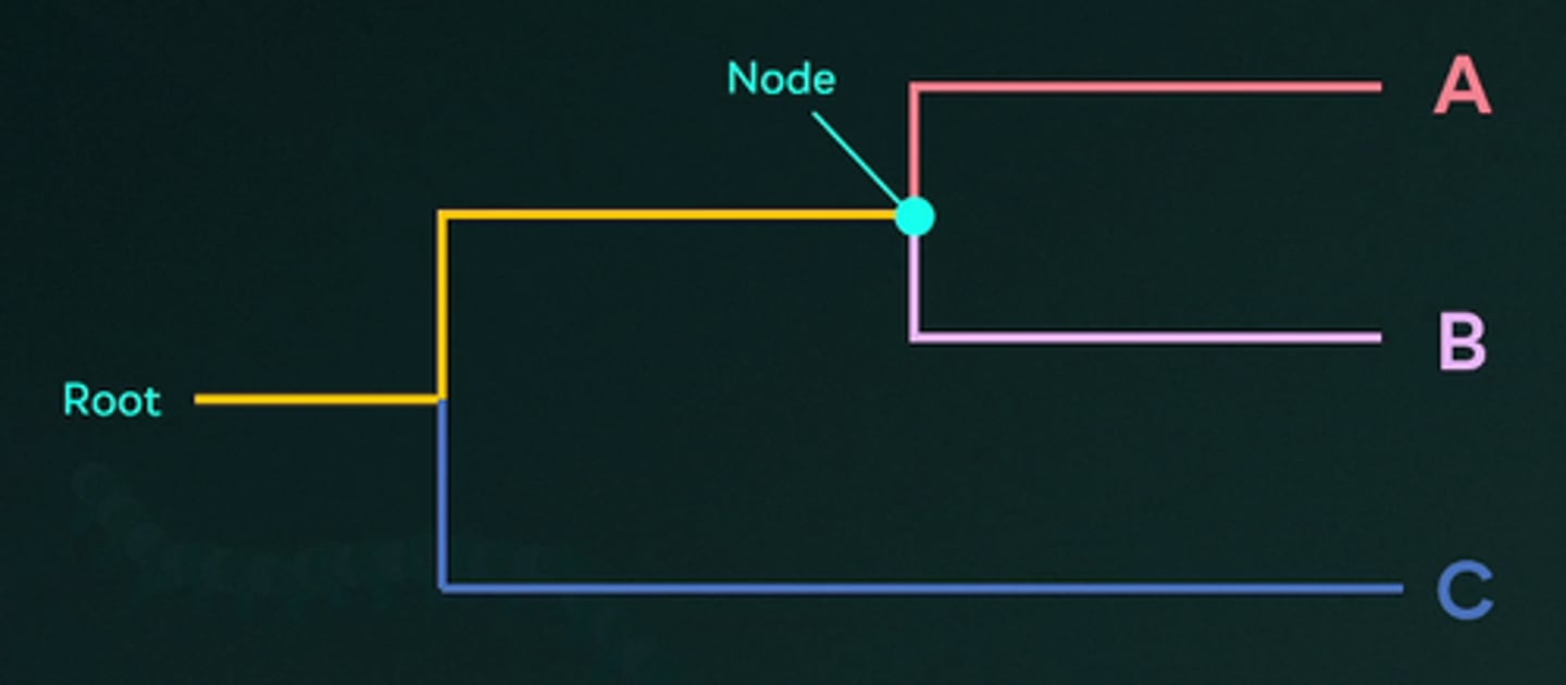 <p>E.A common ancestor shared by different species</p><p>A node on a phylogenetic tree represents a common ancestor shared by different species. It indicates the point at which a single lineage splits into two or more lineages, leading to the divergence and branching off of different species.</p>