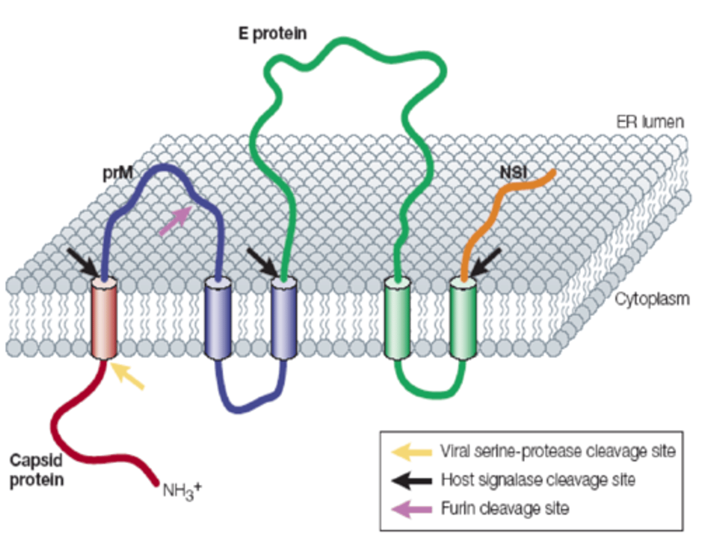 <p>- A transmembrane insertion occurs at the ER during viral protein translation</p><p>- The capsid protein has a hydrophobic signal sequence at its C-terminus that translocates the prM (membrane precursor protein) into the ER lumen</p><p>- The capsid protein associates with viral RNA and assembles at the ER surface as an immature virion</p>