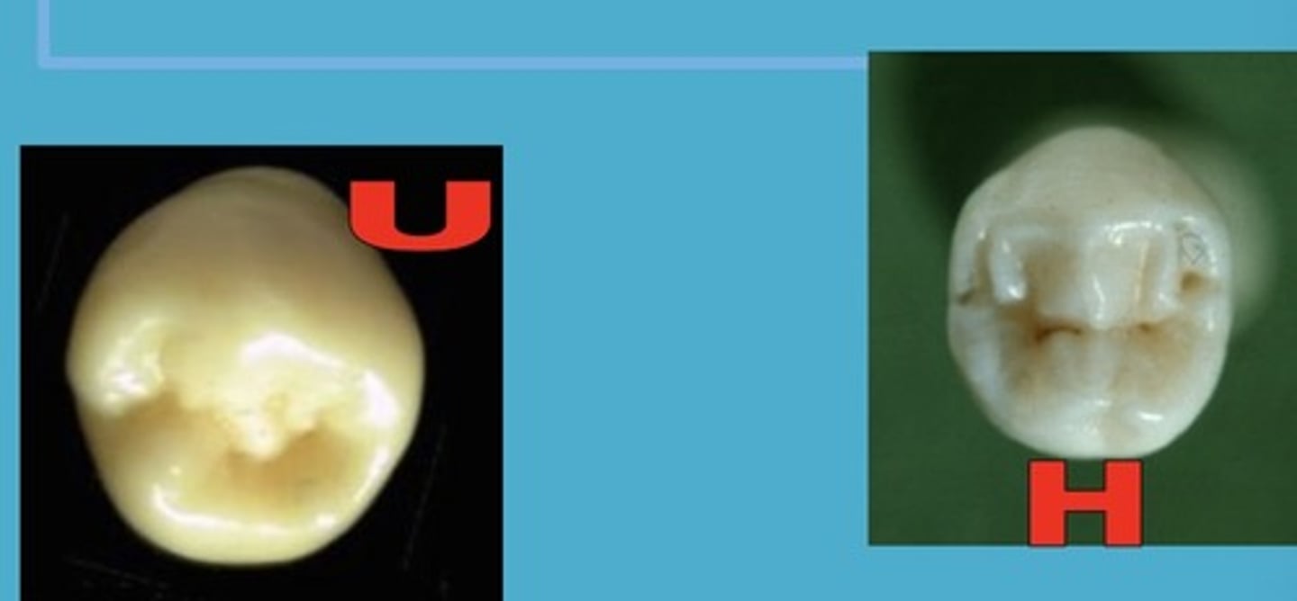 <p>These two types are usually formed from <strong><span style="text-decoration:underline">4 lobes</span></strong>, not 5 (so: 2 cusps)</p><p>Lingual cusp located M to center</p><p>Occlusal groove pattern quite variable</p><p>Usually tapers slightly toward the lingual</p><p>Still have a large buccal cusp.</p><p>Still have broad M and D contact areas</p>