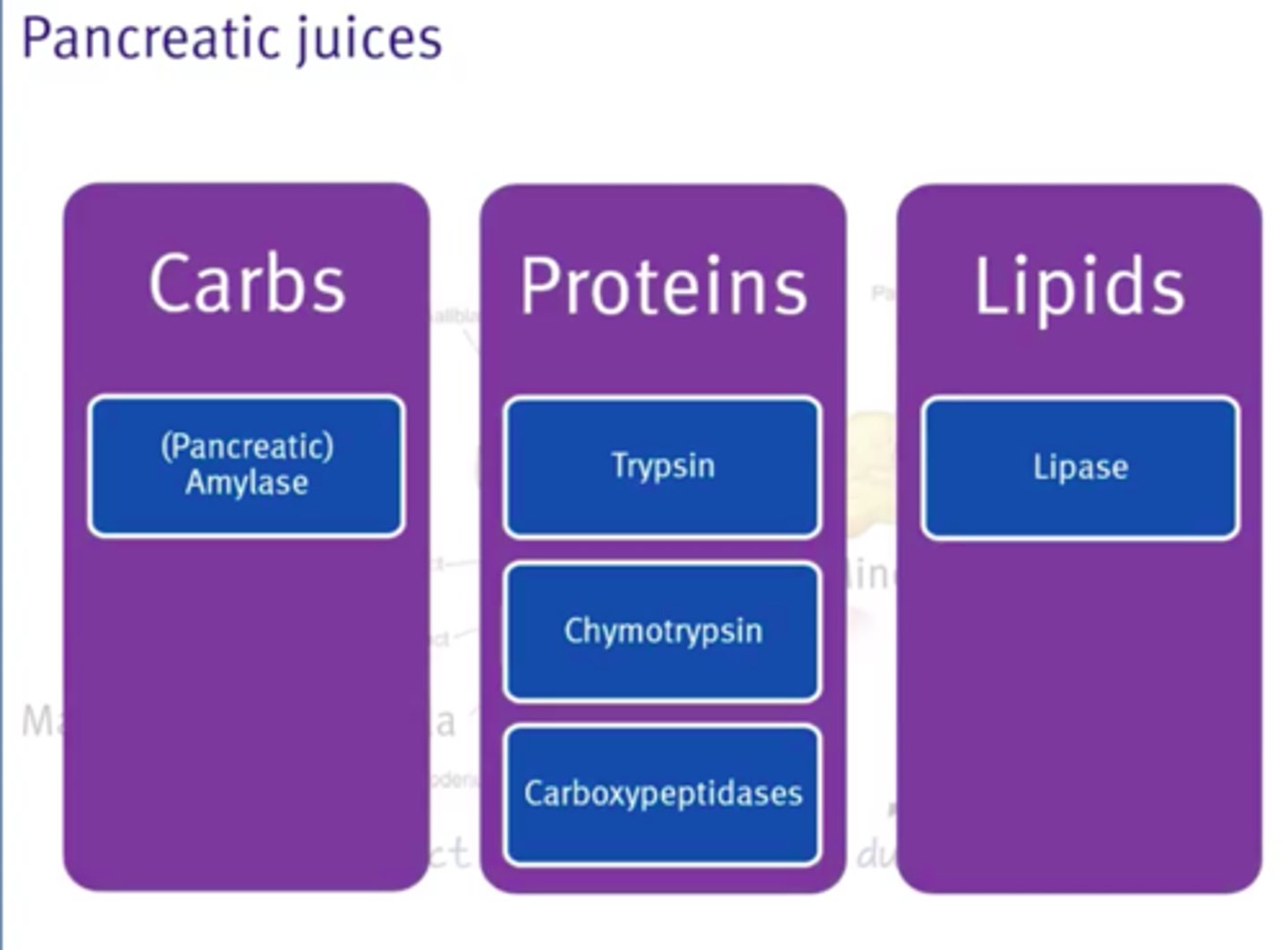 <p>liquid secreted by the pancreas to break down various food products in the small intestine</p>