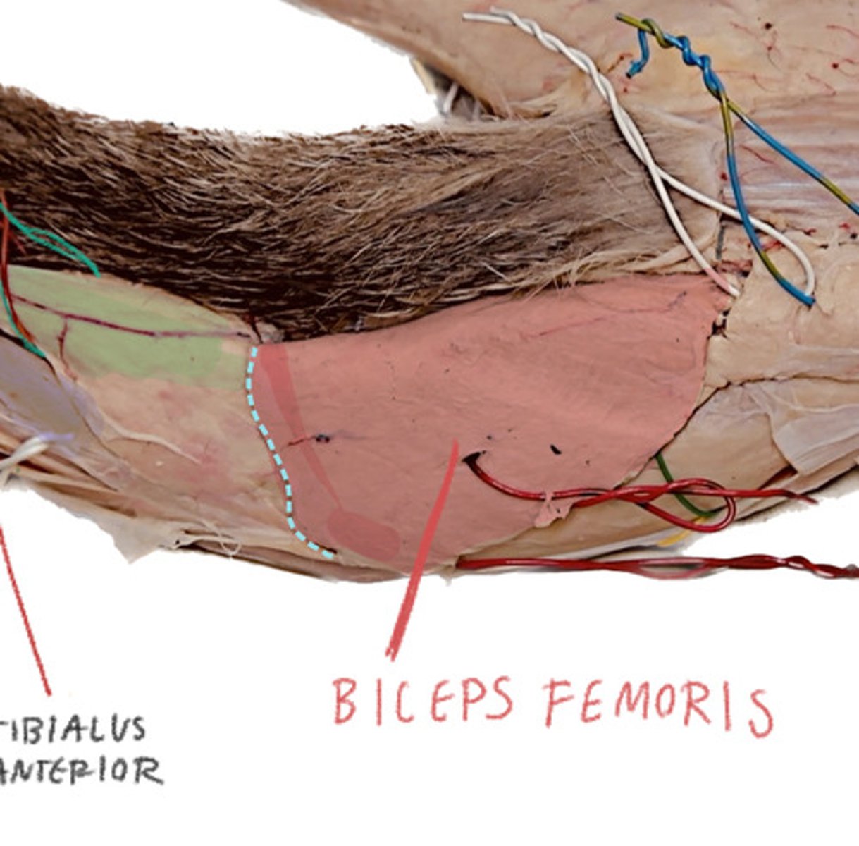 <p>By the base of tail</p><p>- Very thick</p>