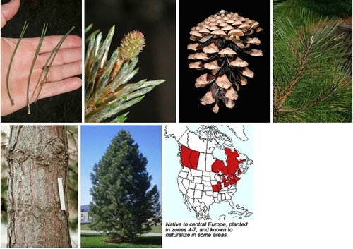 Blade: 2 per fascicle, broad tipped, about 6 inches long
Reproductive: fat tipped, ovate, white resin
Bark: furrowed, platelike, rough and dark brown/grey