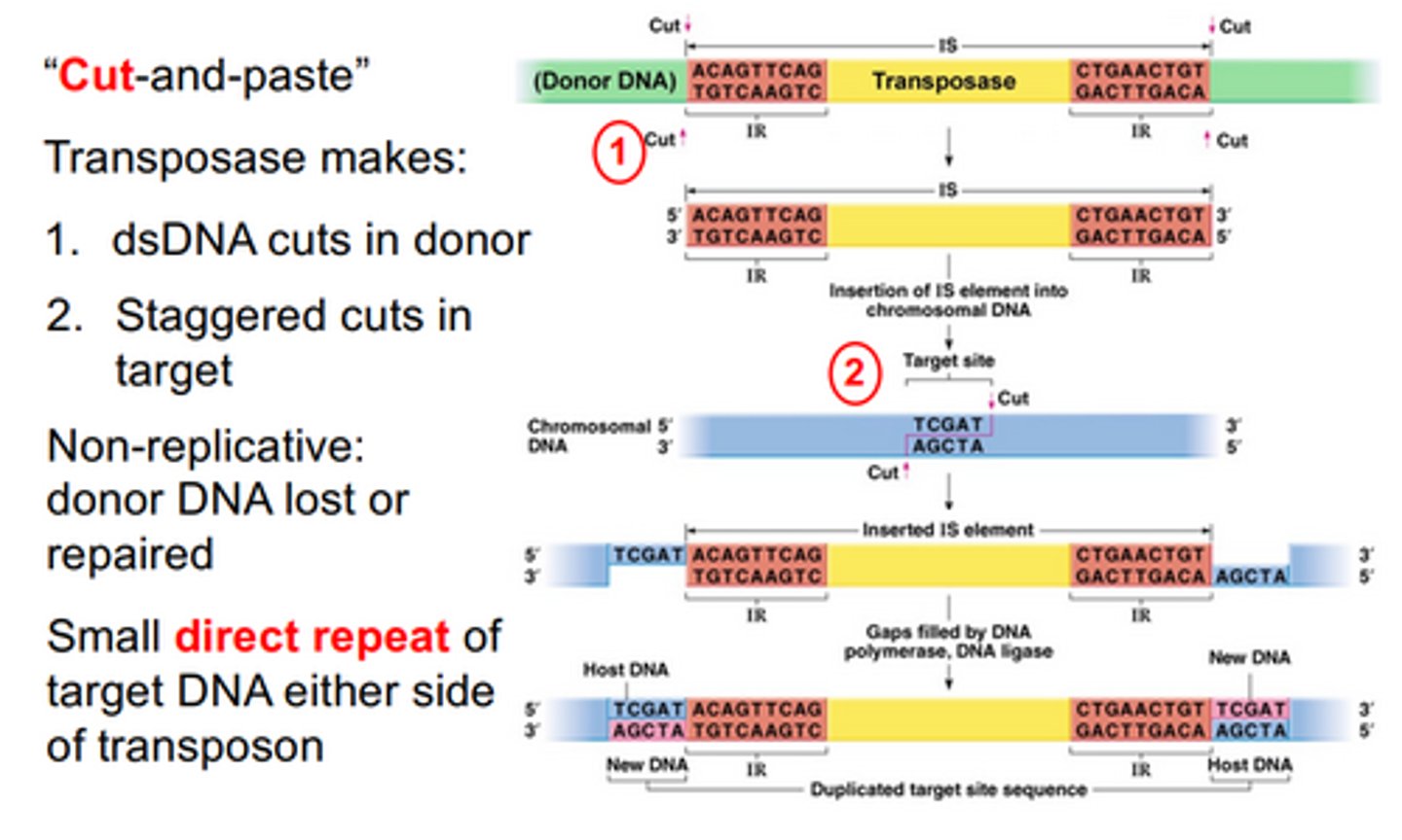 <p>Transposase makes dsDNA cut in the donor, to excise IS. Then it makes staggered cuts in the target. This is non-replicative, meaning the donor loses DNA (if composite transposon), or has to repair where the IS was excised. Then the IS is inserted between the staggered cuts, and the host then repairs the cuts and replaces lost DNA. This forms a direct repeat of the target DNA on either side of the transposon.</p>