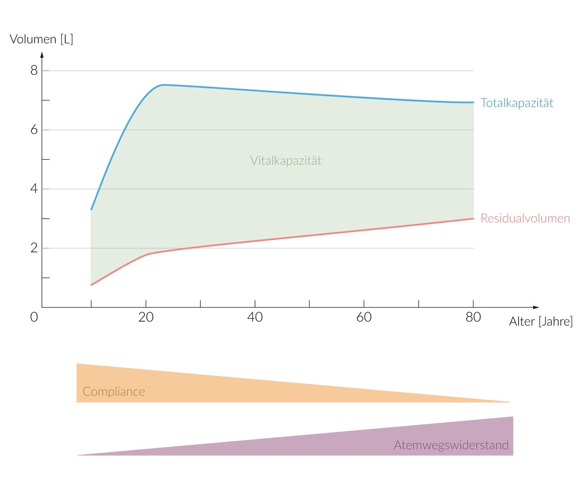 <p>E. Increase in the residual volume of the lungs</p>