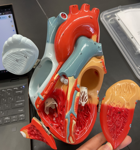 <p>valve that oxygenated blood moves through when going from the <strong>left atrium </strong>and <strong>enters left ventricle</strong>, 41</p>