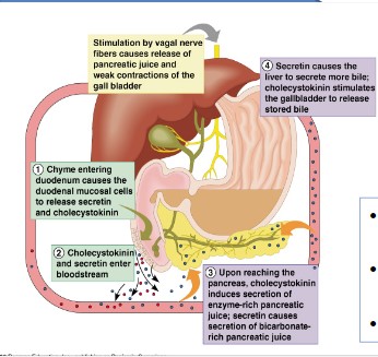 Stimulation of the Release of Pancreatic Juice
