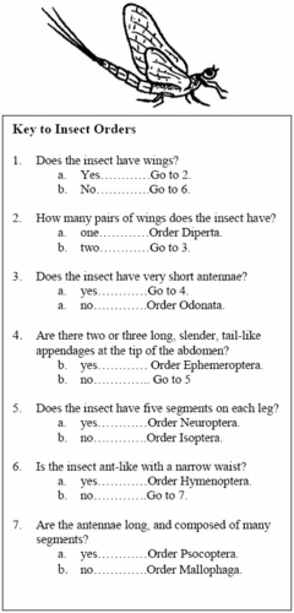 <p>The insect has two pairs of wings, short antennae, long appendages handing off the tail.</p><p>A. diptera B. procipertex C. epherosphinx</p>
