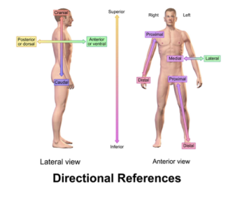 <p>anterior = front</p><p>posterior = back</p>