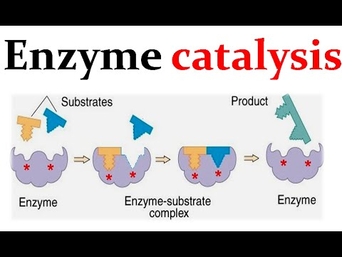<p><strong>Enzymes are agents of metabolic function that catalyse thermodynamically favourable reactions</strong> at <strong>rapid rates</strong>,<strong> enabling cells to exert kinetic control over biochemical processes essential for life.</strong></p>