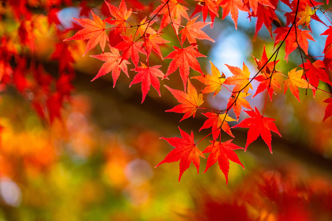 <p>maple leaves</p>