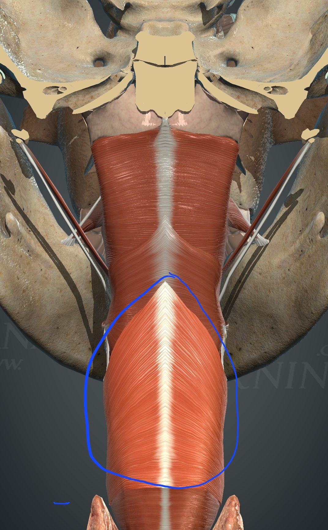 <p>What muscle is this?</p>