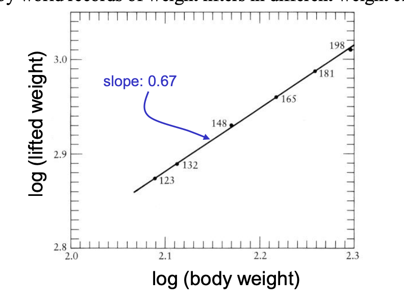 <ul><li><p>log lifted weight vs log body weight</p></li></ul><p>slope= 0.67 (slope to predicted 2/3)</p><p></p>