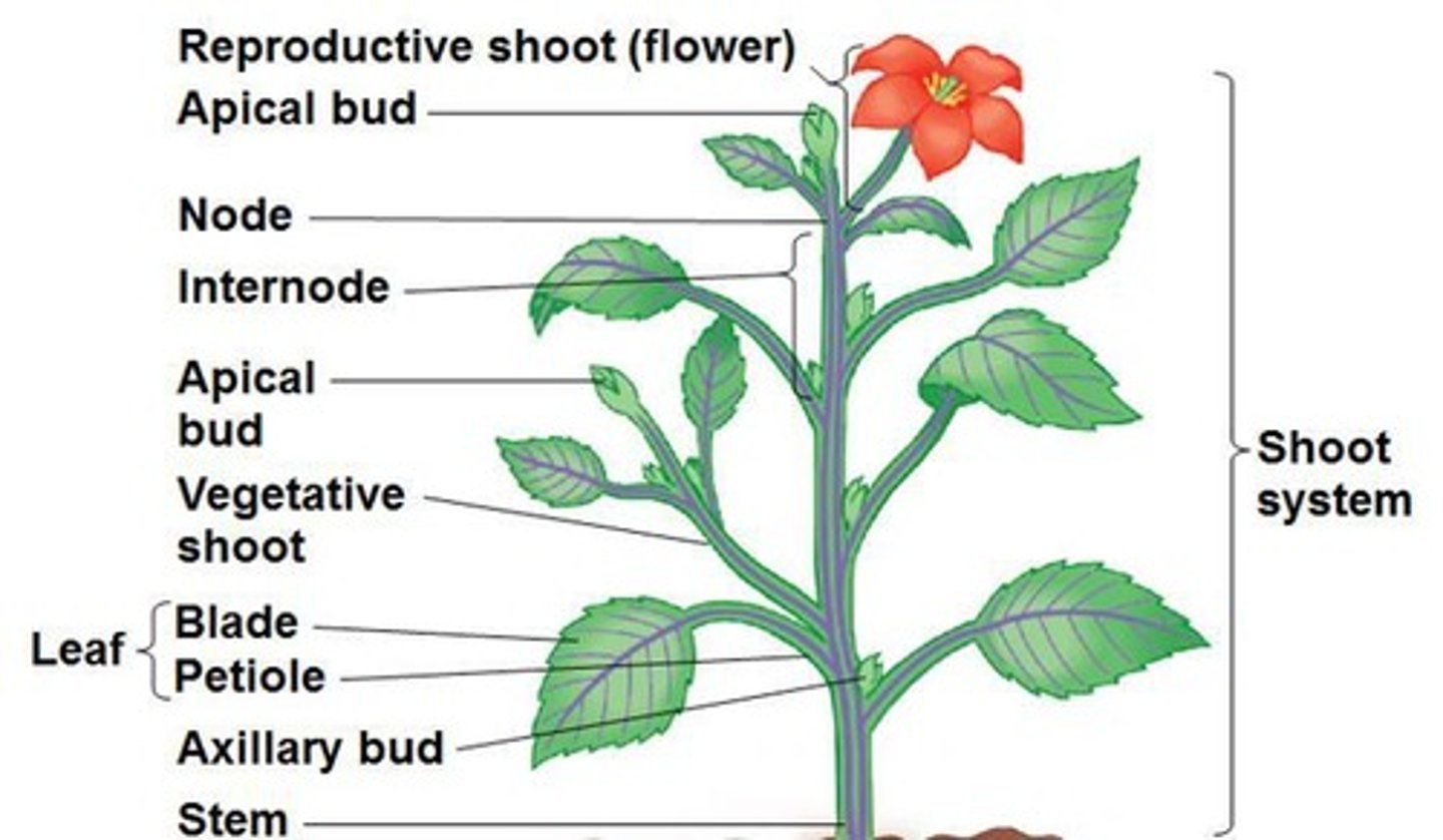 <p>Apical buds are at the tip of the stem and develop into branches, while axillary buds are at nodes and can develop into new shoots.</p>