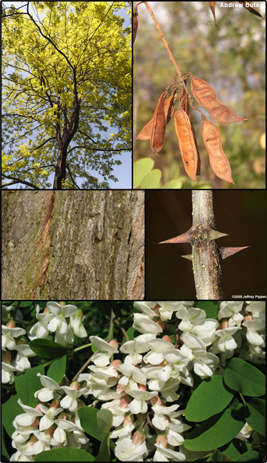 <p>Black Locust</p>