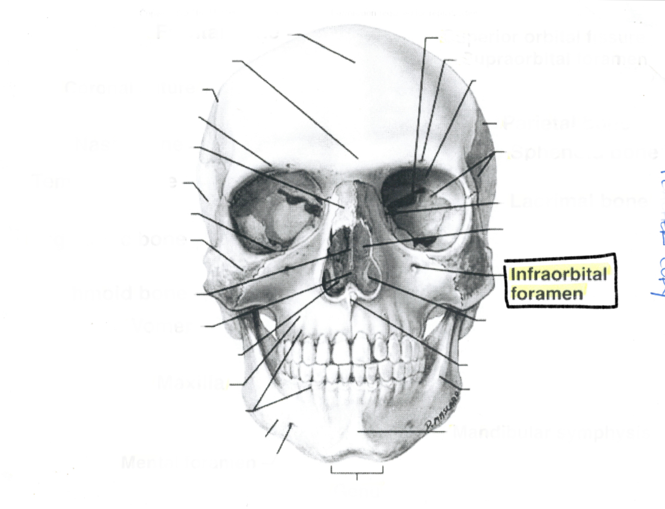 <p>Infraorbital foremen </p>