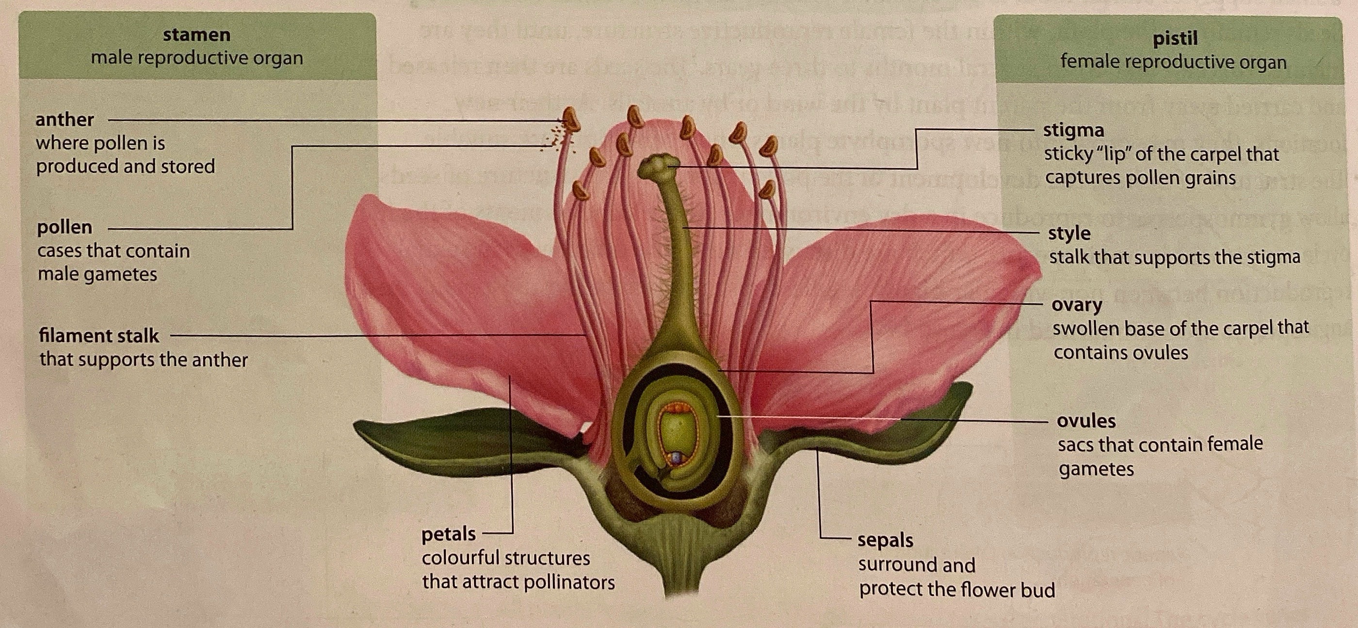 <p>Parts of a Flower</p>