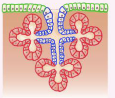 <p>Exocrine glands</p>