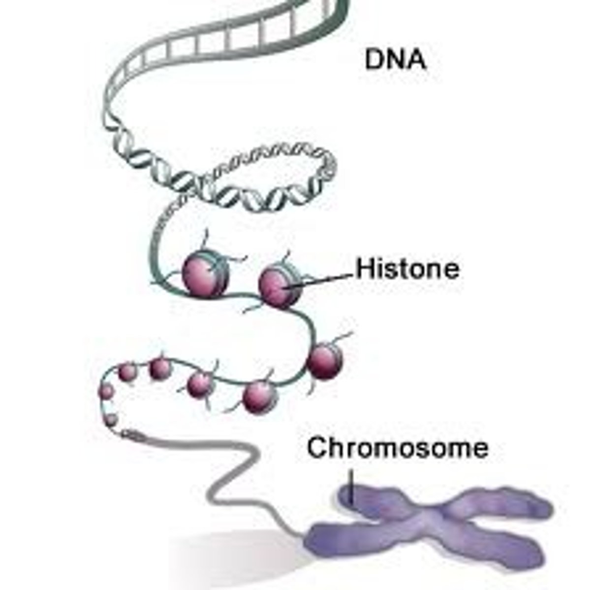 <p>proteins that DNA wraps around</p>