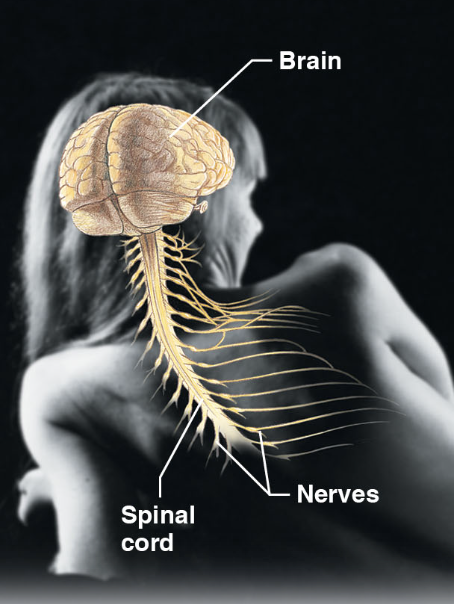 \-brain, spinal cord, and nerves

\-fast acting control sys

\-responds to internal and external changes by activating muscles and glands
