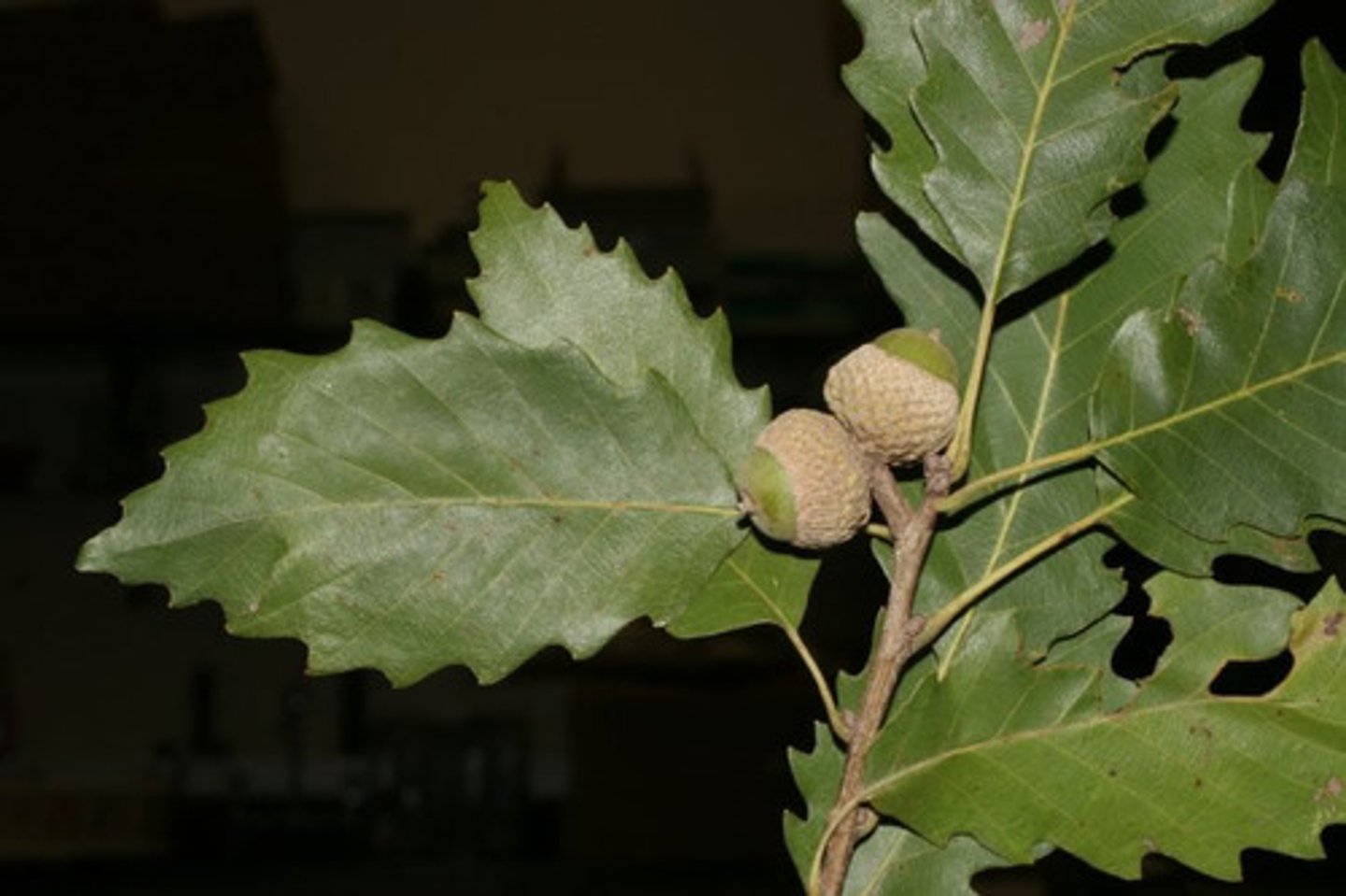 <p>Fagaceae Quercus muehlenbergii</p>