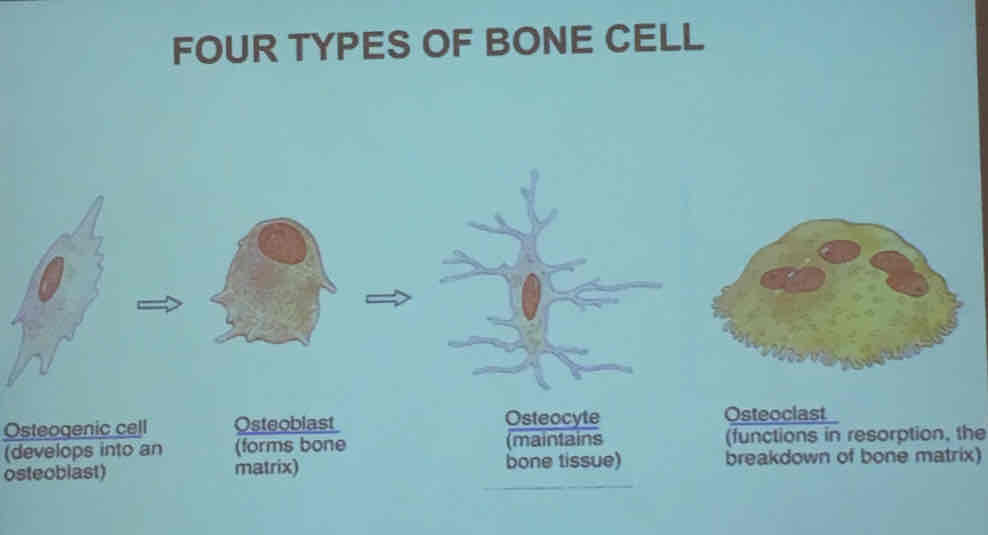 <p>Osteogenic cells</p><p>Osteoblasts</p><p>Osteocytes</p><p>Osteoclasts</p>