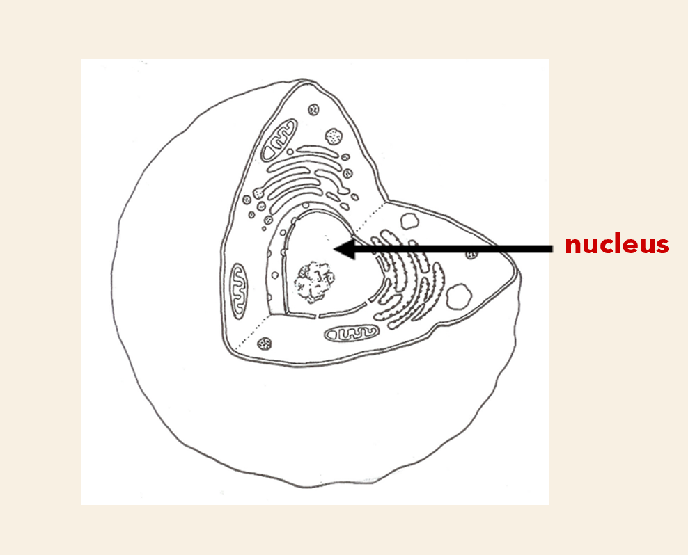 <p>Structure : </p><ul><li><p>spherical</p></li></ul><p>Function: </p><ul><li><p>stores<strong> genetic material</strong> mostly in form of <strong>DNA</strong></p></li></ul><p></p>