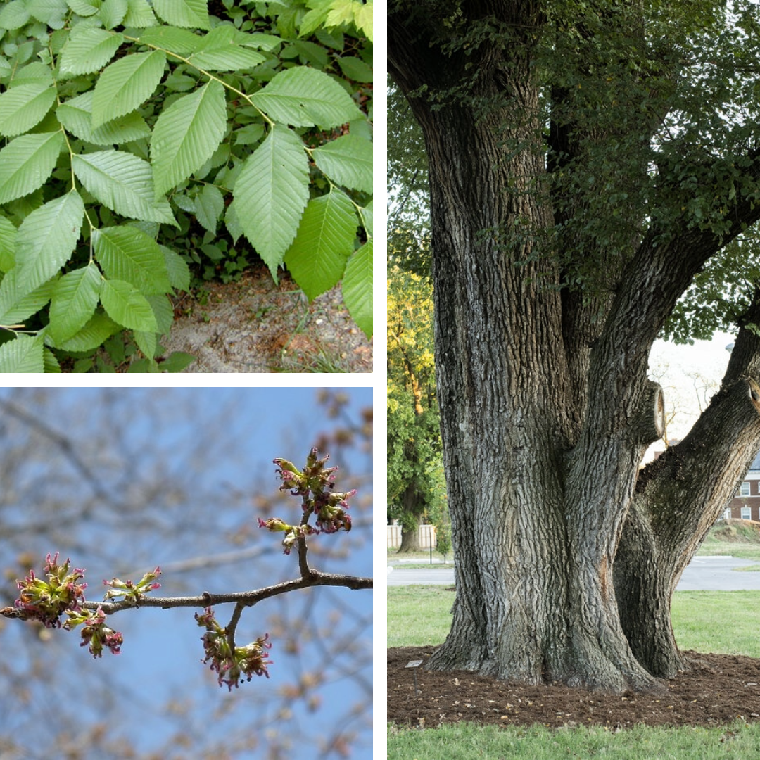 <p>Slippery Elm</p>