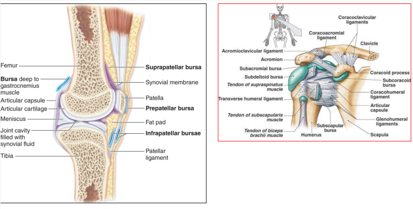 <p>Synovial fluid-filled saclike structures that <strong>minimize friction </strong>at joints</p>