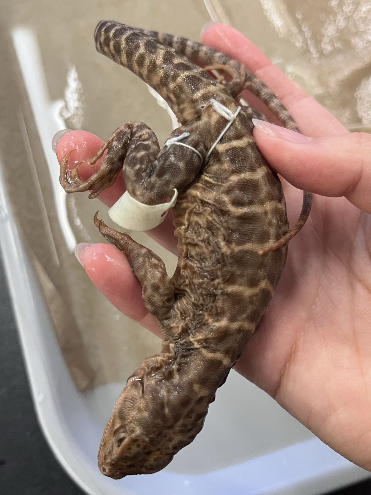 <p>Infraorder + Family?<br>- black collar marks</p><p>OR</p><p>- black orange spots</p><p>~10 species</p>