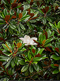 <p>Magnolia grandiflora</p><p>(Magnolia)</p><p> </p>