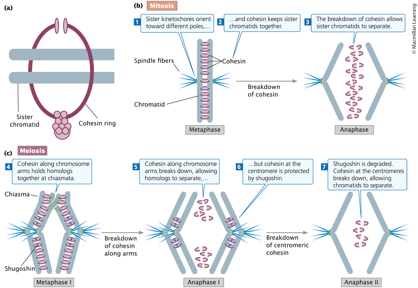 <ul><li><p>Cohesin: <span style="line-height: 20.925px;"><span>protein that holds the chromatids together and is key to the behavior of chromosomes in mitosis and meiosis</span></span></p></li><li><p><span style="line-height: 20.925px;"><span>Shugohisin: protein that protects cohesin </span></span></p></li></ul><p></p>
