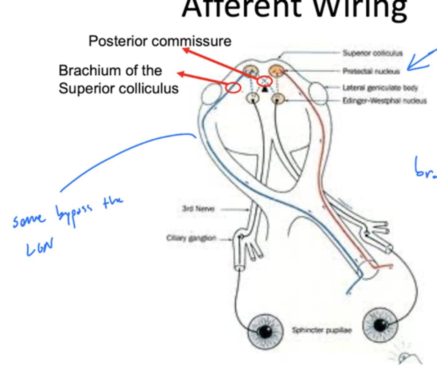<p>posterior commissure</p>