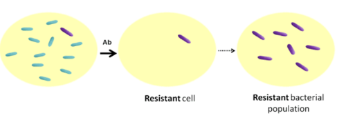 <p>→ result of a random mutation</p><p>→ In an antibiotic environment, mutation is “good” for the bacteria </p><p>→ If successful reproduction, it will eventually outnumber non-resistant bacteria </p>