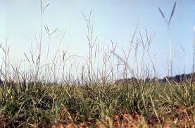 <p>Bahia Grass</p>