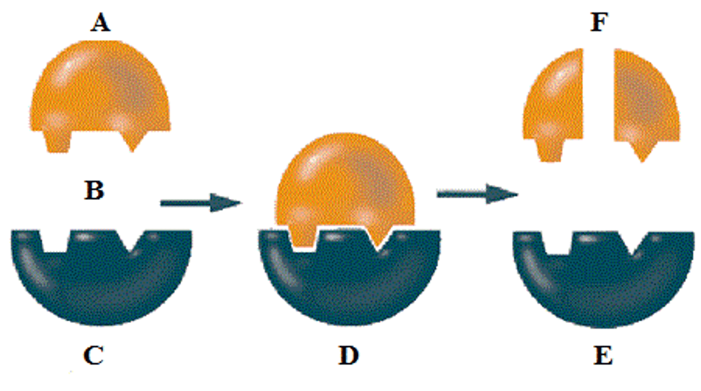 <p>The elements or compounds produced by a chemical reaction (whether or not a enzyme is used)</p>