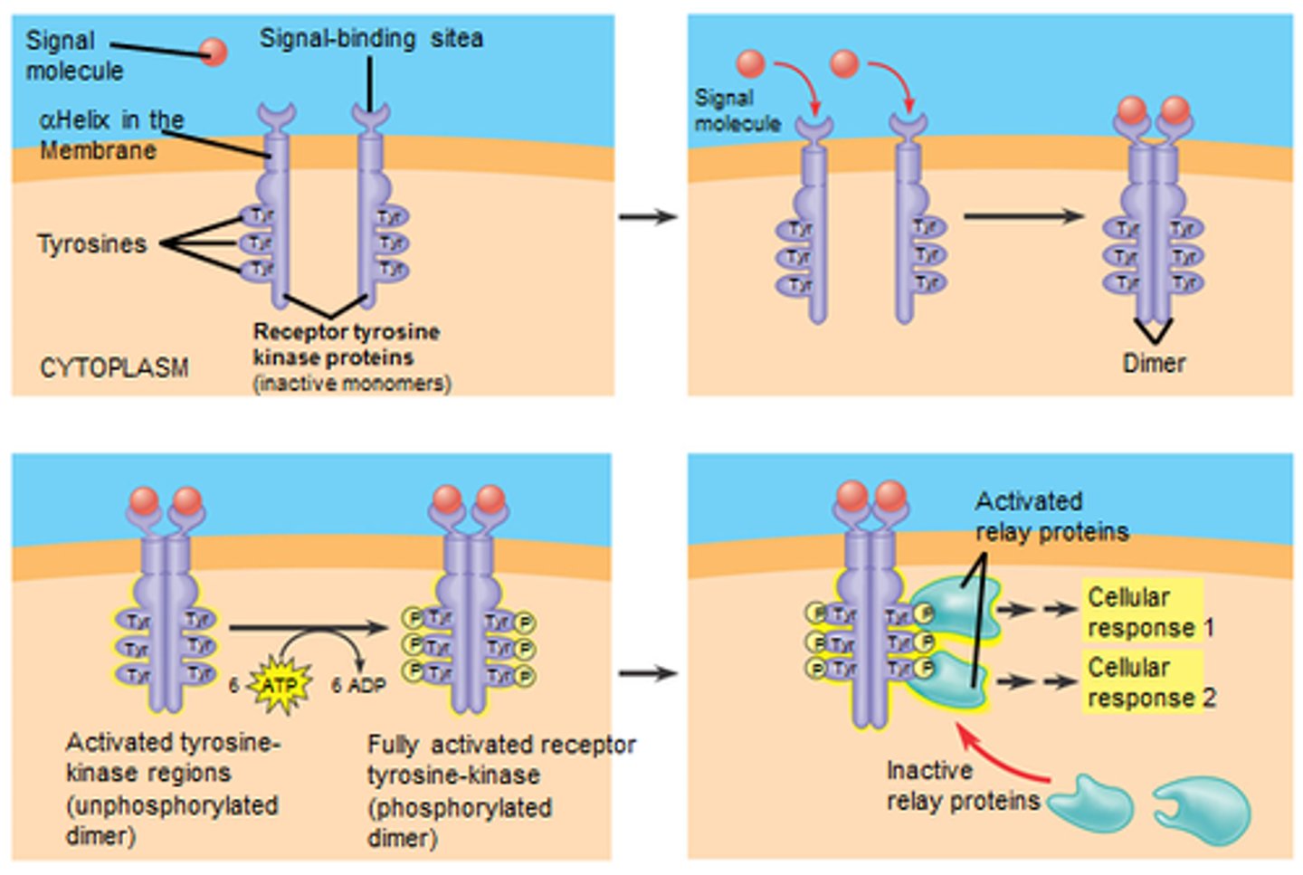 <p>part receptor and part enzyme</p><p>tells cell when to start and stop properly dividing</p><p>two bars are dimers and they need to work in pairs</p><p>powered by a phosphate group from ATP</p><p>Transfers phosphate group to other proteins until ready to divide</p>
