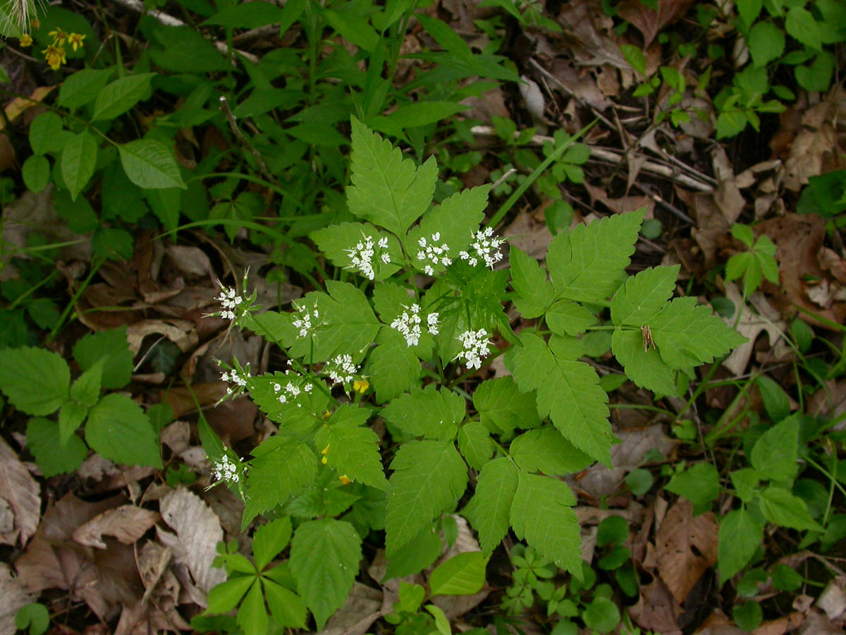 <p>Is this plant invasive? If so, what is it and why? If not, what features differentiate it from a similar looking native?</p>