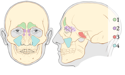 air-filled cavities lined with mucous membrane, located in the bones of the skull
