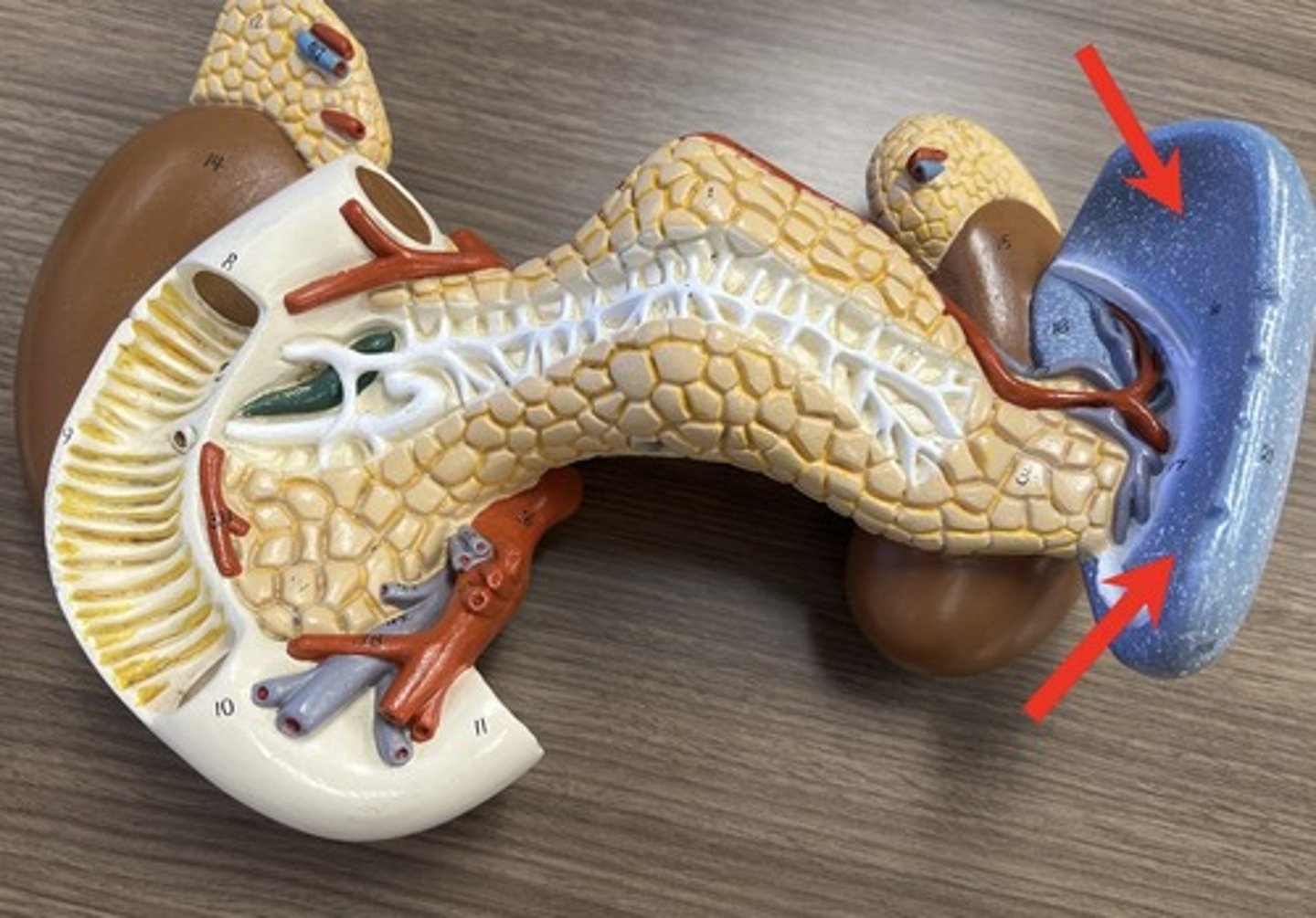 <p>(name the surface of the spleen)</p>
