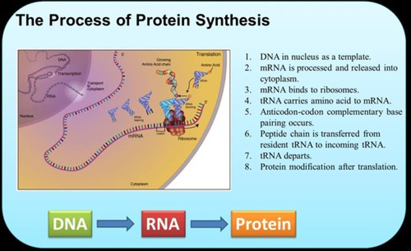 <p>In the ribosomes.</p>