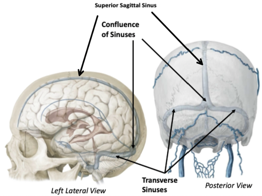 <p>Consists of dural venous sinuses that drain the inner structures of the cranial vault</p><ol><li><p>Superior Sagittal Sinus</p><ul><li><p>Lies along mid-sagittal plane, in falx cerebri</p></li></ul></li><li><p>Confluence of Sinuses</p></li><li><p>Transverse Sinuses</p><ul><li><p>The transverse sinuses sit in the tentorium cerebelli</p></li></ul></li></ol>