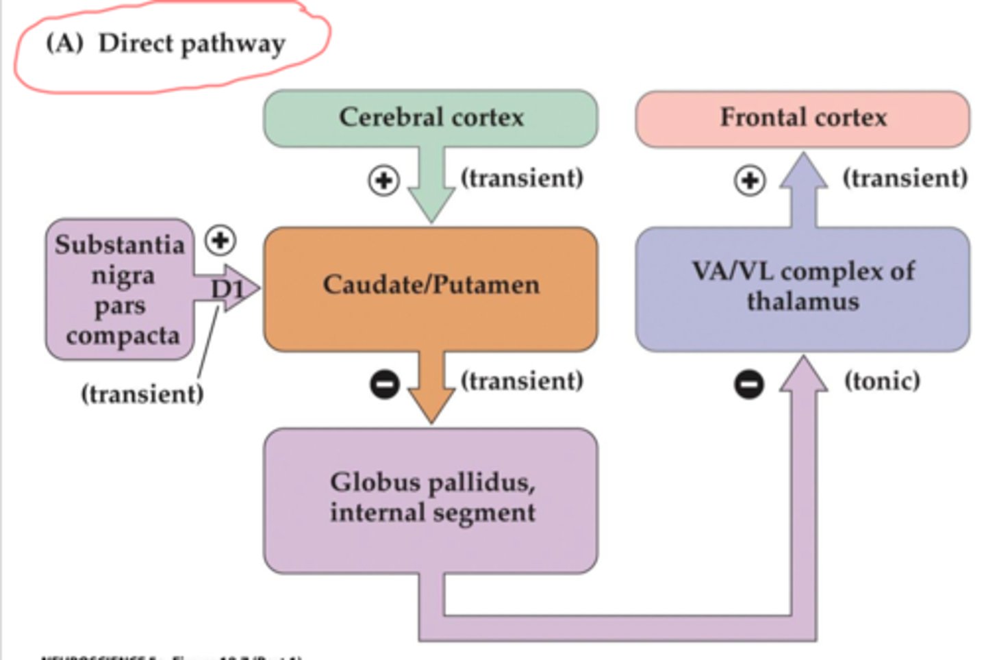 <p>cortex, sensory areas, frontal lobe sends excitatory signal --> striatum disinhibits GPi. GPi cannot inhibit thalamus so thalamus send excitatory signal to cortex which send drive along descending tracts to lower motor neurons --> so yes movemnet!</p>