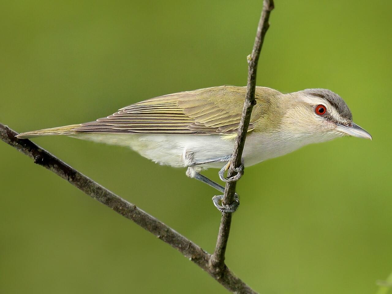 <p>Olive-green above, white below; red eye with black-bordered white eyebrow; constant summer singer.</p>