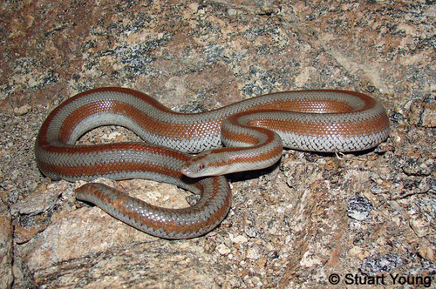 <p>Rosy Boa</p>