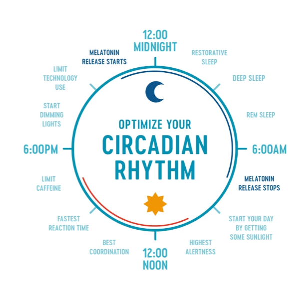 <p>biological clock of waking and sleeping. cycle is in part a response to light and lasts about 24 hours.</p>