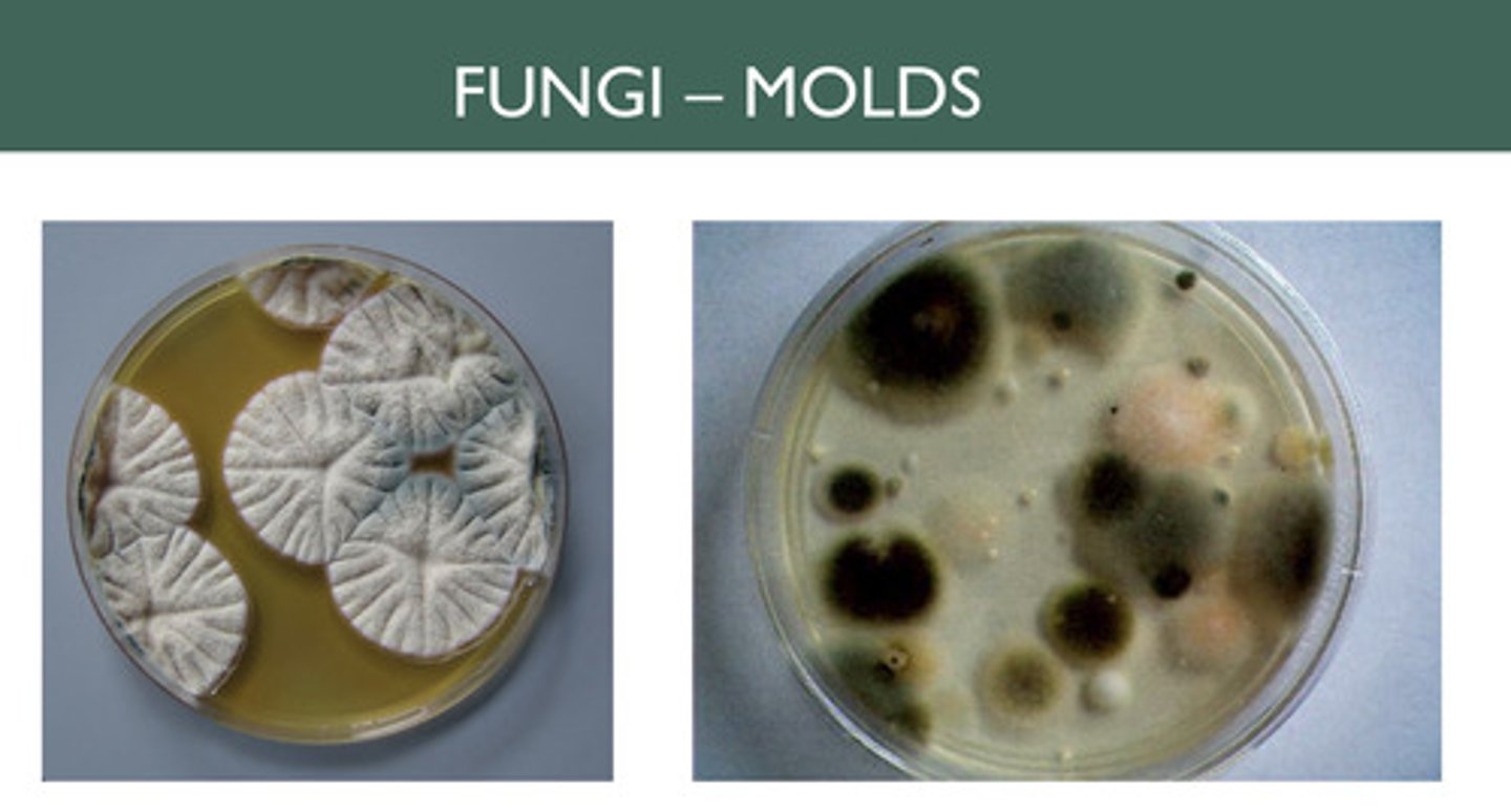 <p>Large fuzzy (due to spores) colonies</p>
