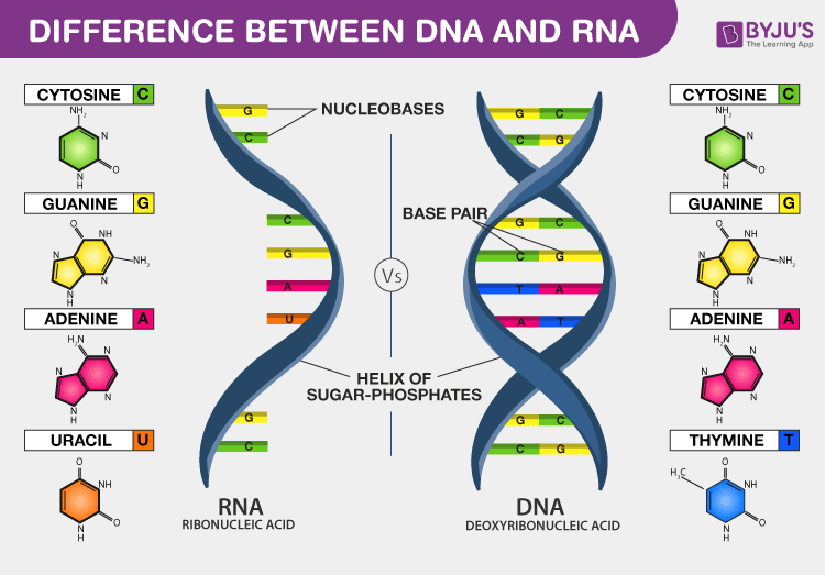 <p><span><span>Which molecule is single‑stranded: DNA or RNA?</span></span></p>