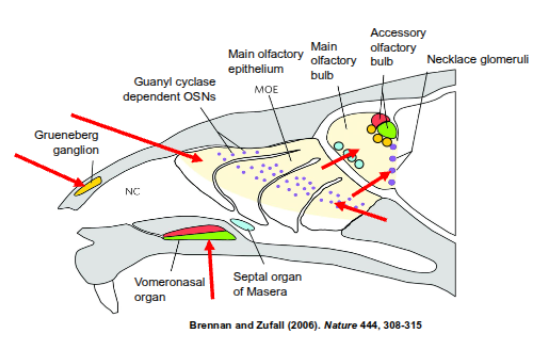 <ol><li><p>main olfactory epithelium&nbsp;</p></li><li><p>vomeronasal organ&nbsp;</p></li><li><p>grueneberg ganglion&nbsp;</p></li><li><p>septal organ of masera</p></li></ol><p></p>