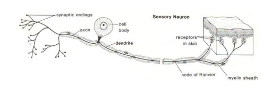 <p><span>What type of neuron is pictured below? Function? Location?</span></p>