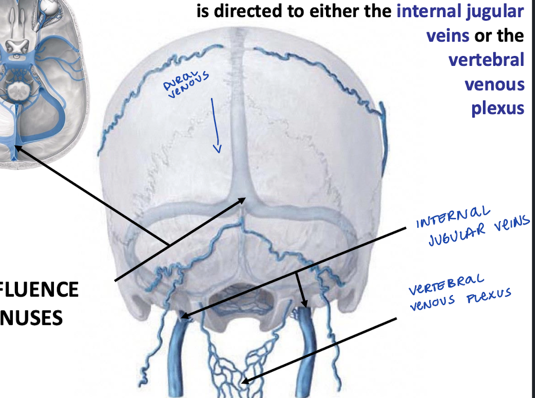 <p>To either the internal jugular veins or the vertebral venous plexus</p>